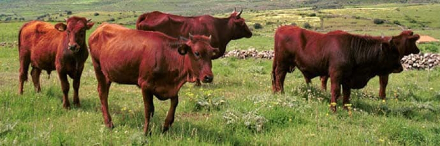 Tutelare e difendere le razze bovine autoctone siciliane:  produzioni di pregio dei nostri territori.
